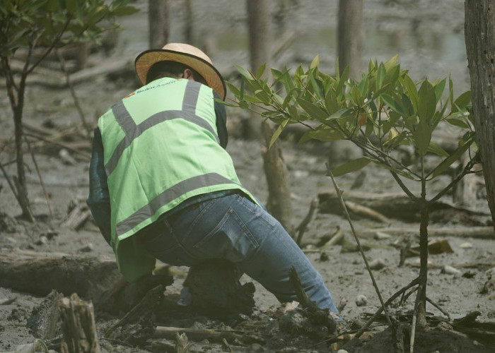 Lanjutkan Konservasi Pesisir, PTBA Tanam 40 Ribu Bibir Mangrove di Lampung Timur