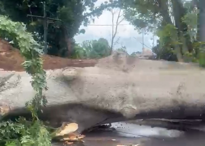 Angin Kencang Tumbangkan Pohon Kapuk di Jalan Protokol depan Kantor Kelurahan Sidakersa