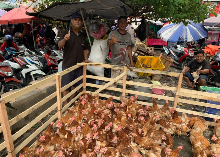WOW, Harga Ayam Merah Meroket, Pedagang di Palembang Ini Jual Ratusan Potong jelang Lebaran 2023