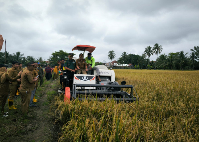 Dukung Ketahanan Pangan Pabung Kodim OKI  Ikut Panen Raya Padi IP 200