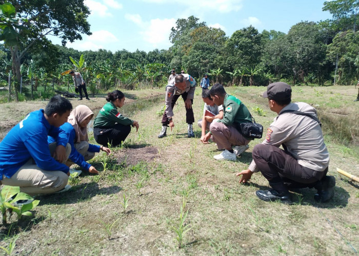 Dukung Percepatan Ketahanan Pangan, Polsek Tanjung Lubuk Cek Tanaman Jagung