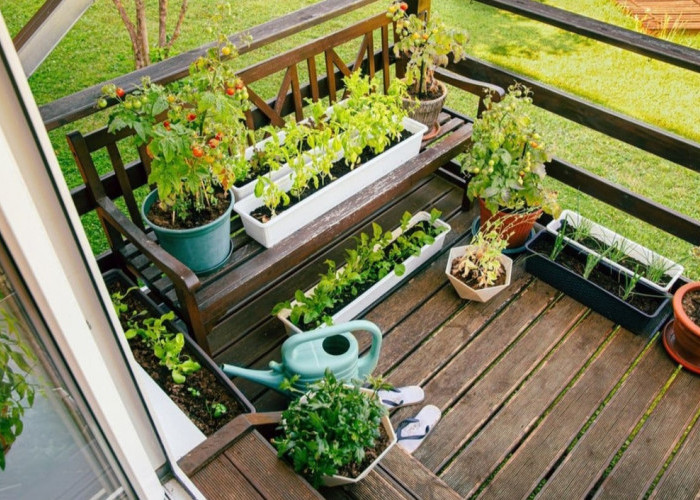 Berkebun di Balkon Rumah untuk Lahan Sempit Bisa Tanaman Apa! 