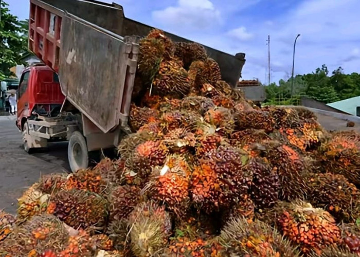 Alhamdulillah Harga TBS Sawit Plasma di Sini Naik, Tertinggi Capai Rp 3.563,62 per Kg, Ini Daftarnya