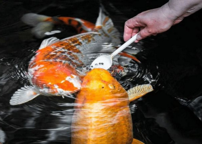 Tips Merawat Ikan Koi Supaya Dapat Bertahan Hidup dan Tidak Mudah Mati
