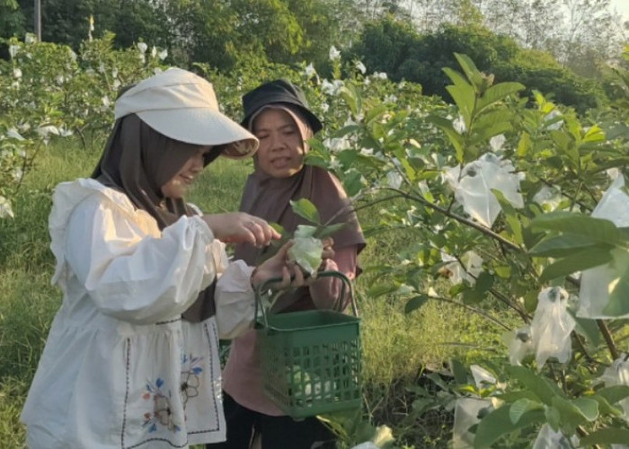 Tips Gacor Menanam Jambu Kristal Agar Berbuah Lebat, Besar, dan Tidak Mudah Membusuk