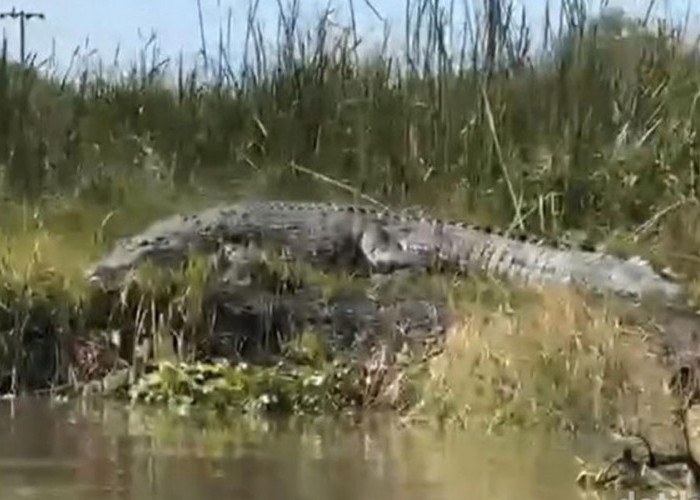 Buaya Raksasa Muncul di Sungai Monodon Sidoarjo, Warga Diminta Waspada