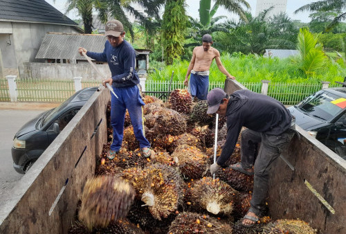 Harga Sawit Anjlok di Angka Terendah