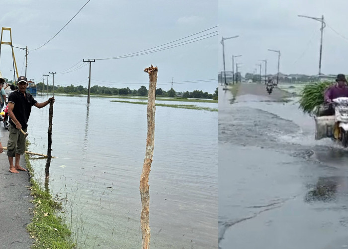 Gerak Cepat Dinas PUPR Ogan Ilir, Pasang Patok Gelam di Lokasi Banjir Akses Tanjung Senai