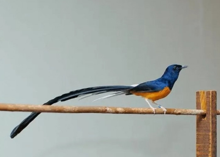 Sebelum Membeli Burung Murai Batu Medan, Yuk Kenali 8 Ciri 'Burung Sultan' Ini terlebih Dahulu