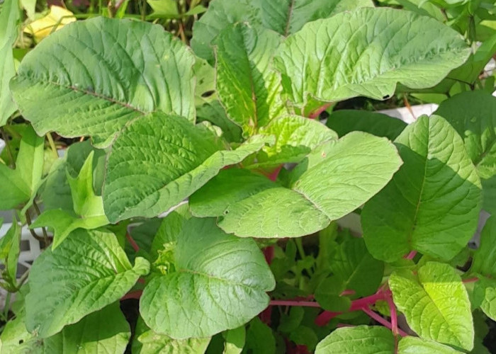 Cara Menanam Sayur Bayam di Pot agar Tumbuh Subur dan Panen Lebih Cepat