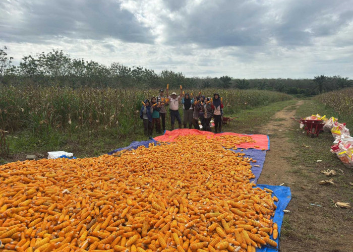 Sinergi Polsek Indralaya & PT Roesli Taher Panen 5 Ton Jagung Pipil, Dukung Program Ketahanan Pangan