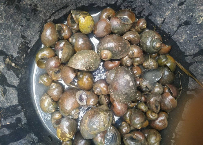 10 Cara Membuat Pakan Alternatif Ikan Lele, Trik Menghemat Biaya Produksi