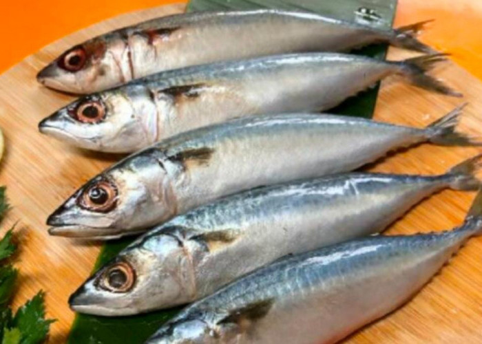 Dibalik Larangan Penjualannya di Sumsel, Ikan Salem Ternyata Punya Segudang Manfaat Bagi Tubuh, Yuk Simak !