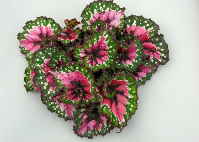 Mengenal 8 Jenis Tanaman Begonia Cocok untuk Mempercantik Pekarangan Rumah 