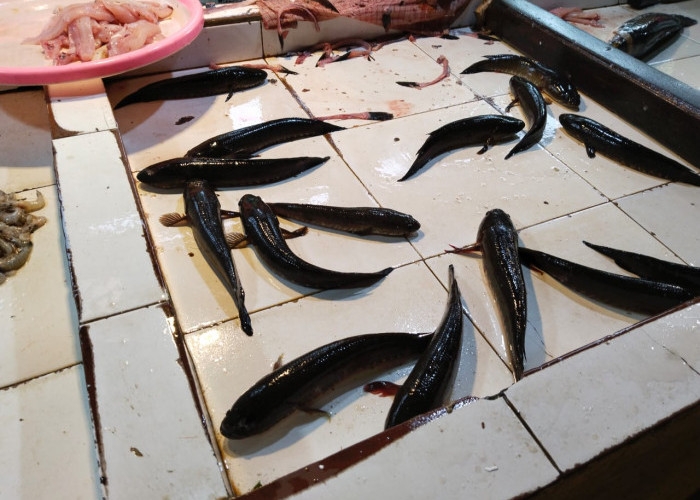 Langka, Ikan Gabus di Palembang Mahal