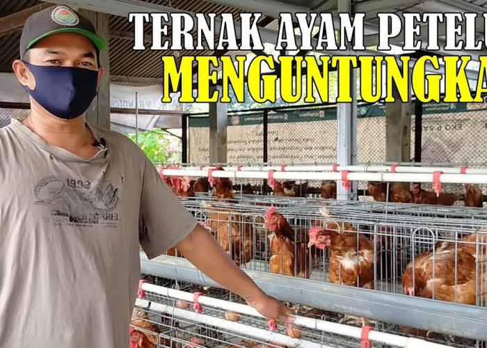 Cara Beternak Ayam Petelur untuk Pemula, Bisa Jadi Usaha Rumahan Hasil Menjanjikan