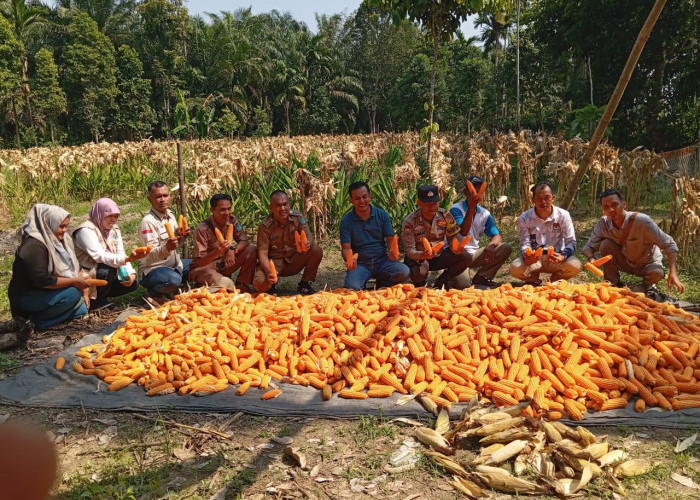 1 Ton Jagung Pipil Berkualitas Terbaik Dipanen Polsek Tanjung Raja Ogan Ilir, Dukung Program Ketahanan Pangan
