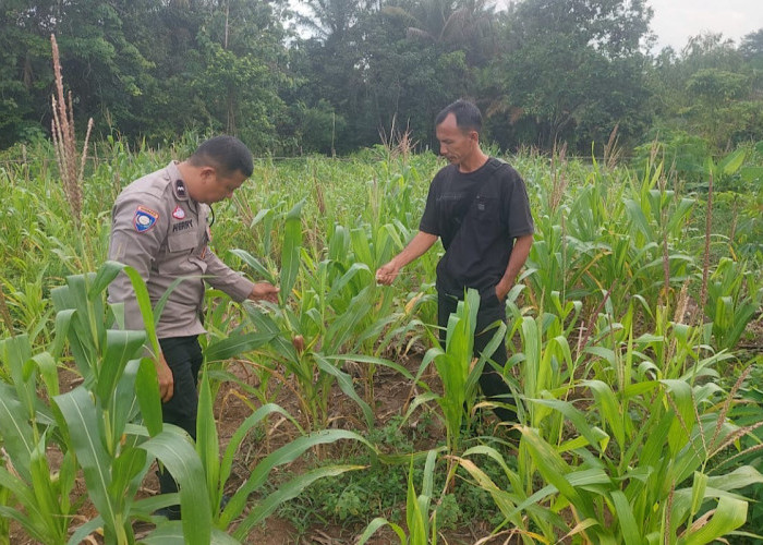 Lahan Tidur di Desa Air Enau Rambang Niru Sulap Jadi Sumber Cuan Tambahan Bagi Petani