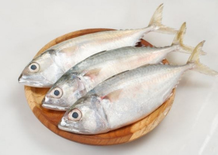 Ini Manfaat Luar Biasa Protein Hewani Ikan Kembung Setara Ikan Salmon