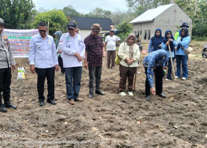 Penanaman Jagung Unggul di Desa Tanjung Lubuk Indralaya Selatan Ogan Ilir, Dukung Ketahanan Pangan Nasional