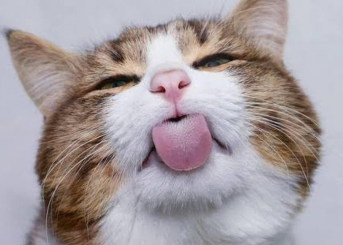 Berikut 10 Kebiasaan Unik dan Lucu Cat Lover Terhadap Kucing Kesayangannya, Terakhir Bisa Jadi Media Relaksasi