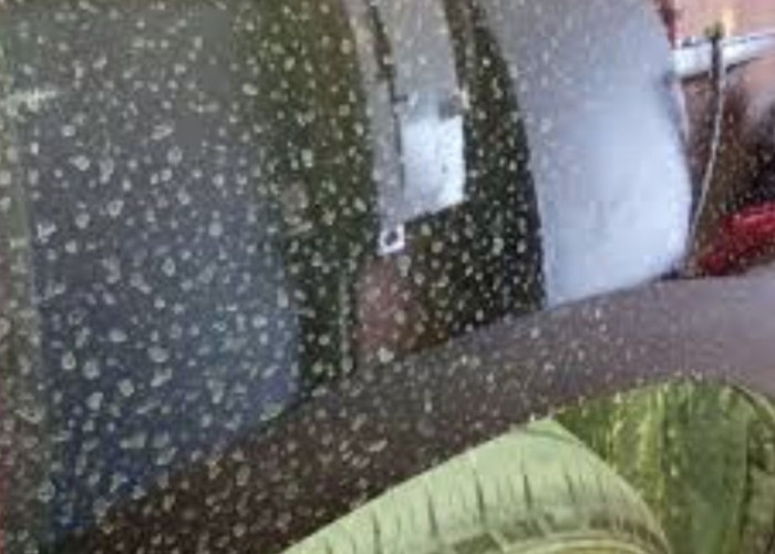 7 Cara Ampuh Hilangkan Jamur Membandel di Cat Mobil