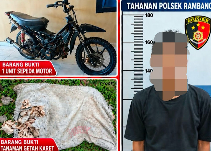 Curi 40 Kg Getah Karet, Residivis Dibekuk Polisi
