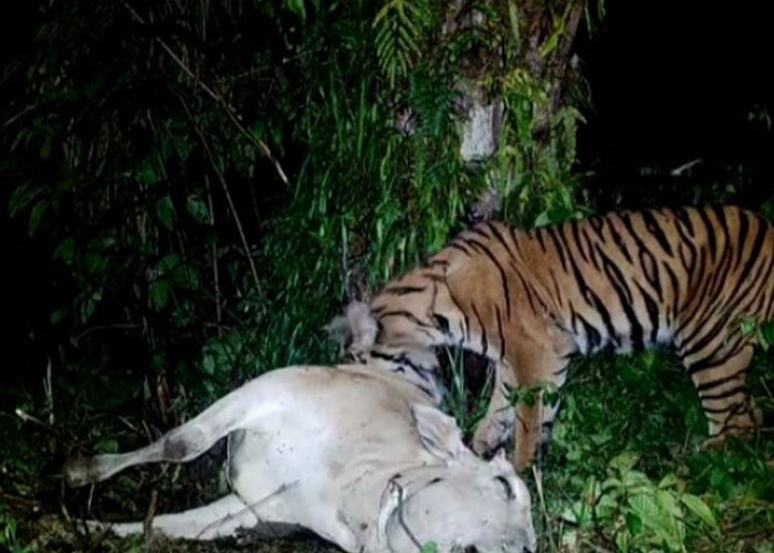 Alamak! Harimau Kelaparan Sumatera Turun Gunung, Seekor Sapi Ludes Dimangsa, Warga Langkat Sumut Panik