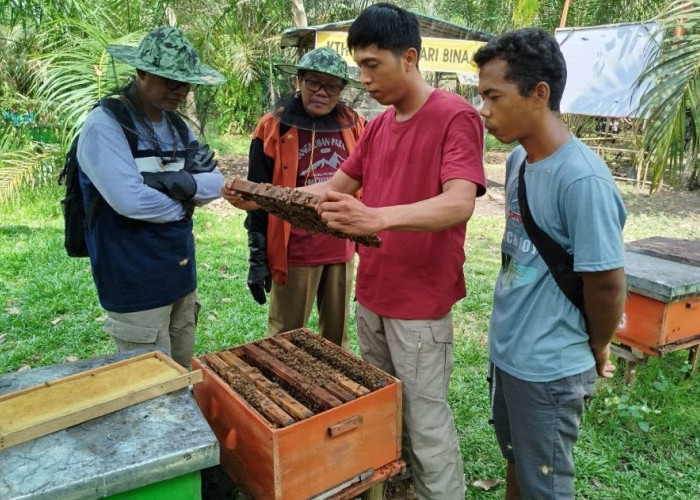 Cara Budidaya Lebah Madu di Rumah, Mudah dan Menguntungkan, Berikut Langkah-Langkahnya