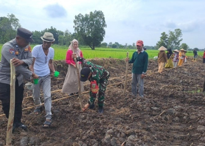 10 Kg Bibit Jagung Pipil Ditebar untuk Program Ketahanan Pangan Polsek Pemulutan Ogan Ilir di Desa Muara Baru