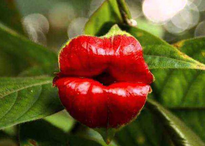 Fakta Unik Psychotria Elata, Bunga Cantik dengan Julukan Si Bibir Merah
