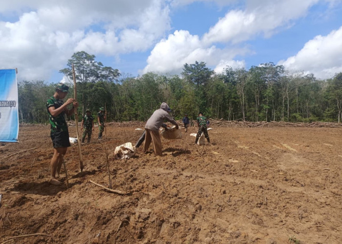 Lahan 1,5 Hektar di Pematang Sukatani Ditanami Jagung Satgas TMMD Kodim 0402 OKI untuk Ketahanan Pangan 