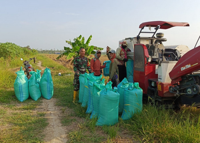 Anggota Koramil 402-13/Sungai Menang Bantu Masyarakat Panen Padi