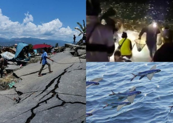 Gempar! Jutaan Ikan Terbang Muncul di Pantai Tasikmalaya, Tanda Tsunami dan Gempa Megathrust Melanda Jabar?