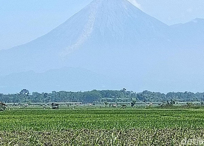Gunung Semeru Erupsi, Tinggi Kolom Abu Mencapai 700 Meter