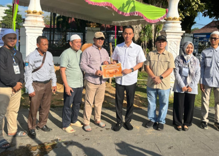 Sapi Simental 1,1 Ton Milik Peternak OKI Jadi Pilihan Kurban Presiden Prabowo