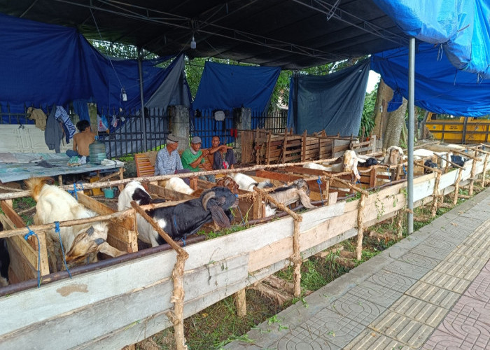 Pedagang Hewan Kurban Iduladha Mulai Bermunculan, Kambing Dijual Rp3 juta