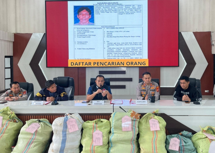 Geger Sumsel! Ladang Ganja 20 Hektare di Empat Lawang Digerebek, Jaringan Hingga Jawa Terbongkar