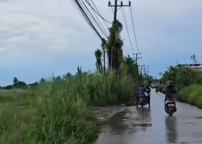 Ilalang Setinggi Kabel Listik Ganggu Pandangan, Warga Lapor Akun Wako Wawako Palembang, Peran Lurah Camat?