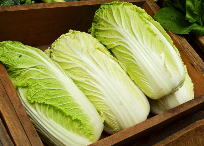 Cara Menanam Sayur Sawi Putih di Polybag, Cocok untuk Pemula yang Ingin Mulai Berkebun