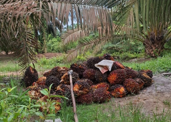 Petani Sawit di OKI Bakal Dibuat Kelompok dan Kerjasama dengan Perusahaan sebagai Mitra 