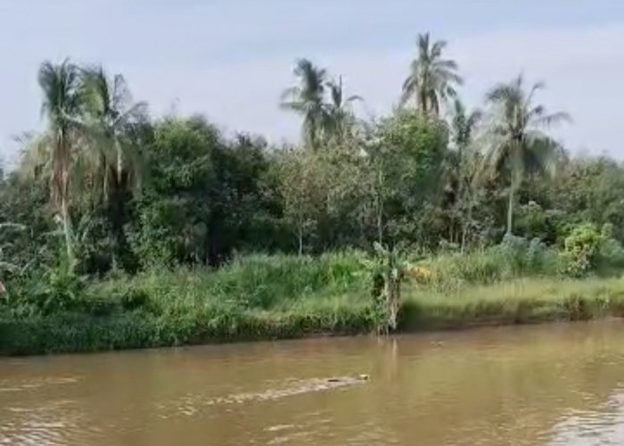 Tali Lepas, Sapi Kurban Lari Hanyut di Sungai Komering OKI hingga ke Desa Tetangga