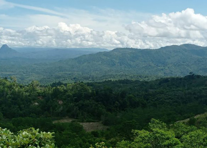 Ladang Emas Provinsi Termiskin Kedua di Sumatera Ini Tersimpan Dalam Hutan Lindung, Jumlahnya Diprediksi Kalah
