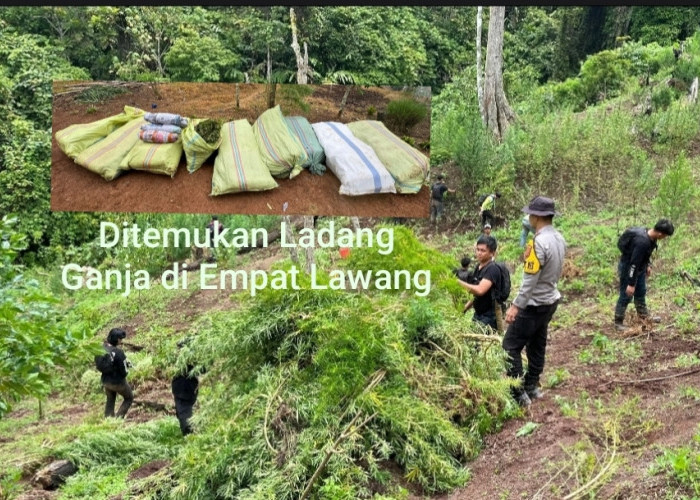WAW, Massa Bersenjata Tajam Hadang Polisi Saat Gerebek Ladang Ganja Empat Lawang