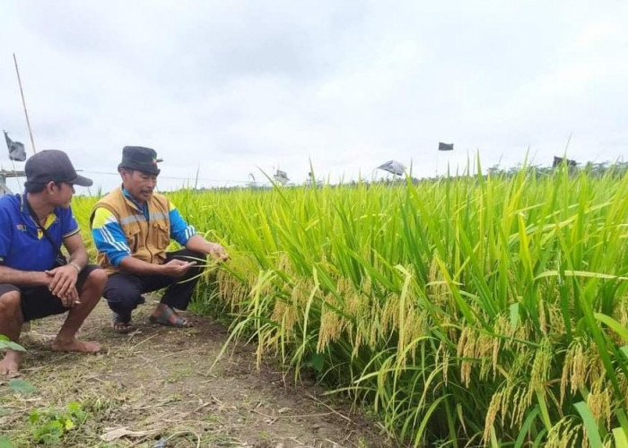 Luas Panen Padi di Kabupaten Banyuasin Menurun Jadi 177.444 Hektar, Produksi Stabil Tetap Stabil