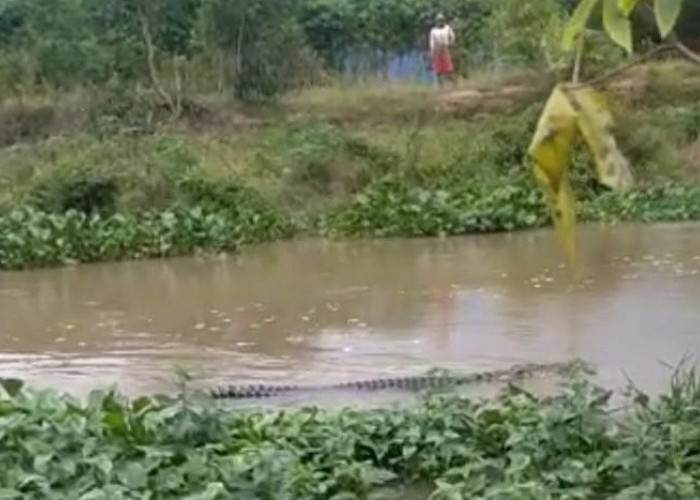 Warga Talang Balai Lama, Ogan Ilir, Heboh Video Buaya Berenang di Sungai