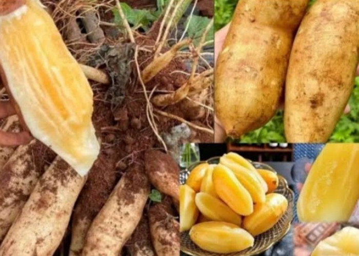 7 Kunci Sukses Merawat Tanaman Yakon agar Umbi Lebat, Manis, dan Terhindar dari Busuk Akar