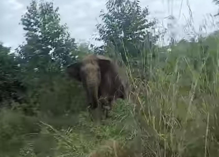 Puluhan Gajah Ngamuk, Pengendara Melintas Jalan Penghubung PALI-Musi Rawas Panik, Habitatnya Terganggu 