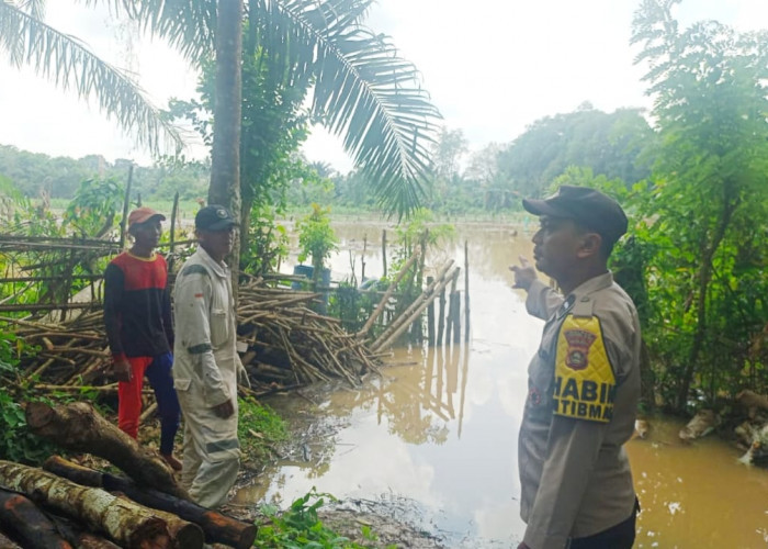 Sungai Ogan Meluap, Lahan Tanaman Jagung Program Ketahanan Pangan di Muara Kuang Ogan Ilir Terendam 