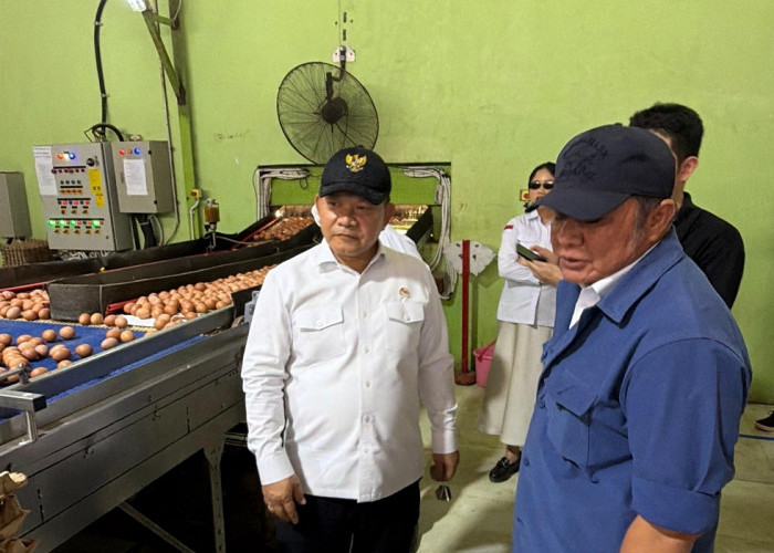 Kunjungan ke Banyuasin, Gubernur Sumsel dan Kepala Staf Kepresidenan Tinjau Peternakan Ayam Petelur